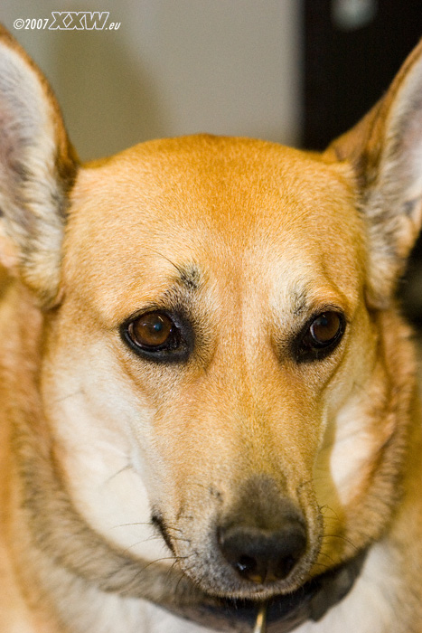 nelli