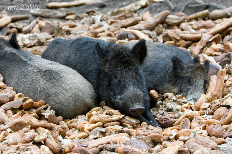 wildschwein in brotteig