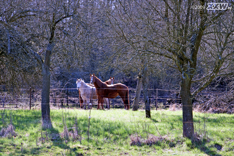 pferdekoppel in olsbrücken