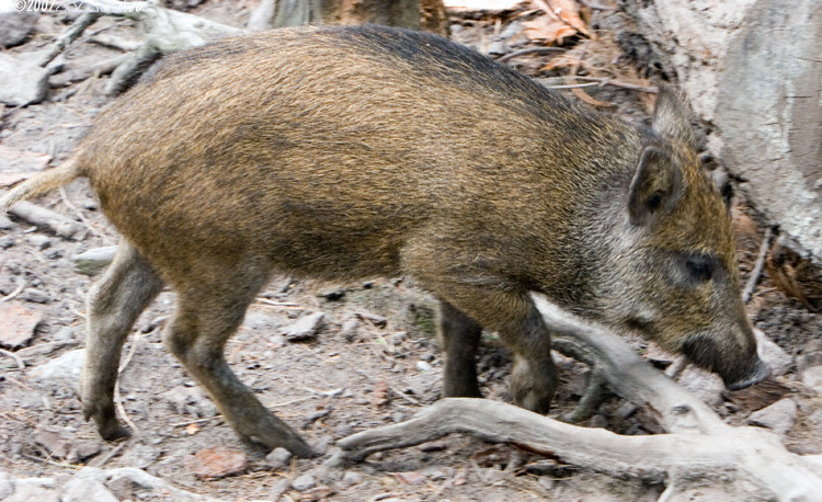 junges wildschwein