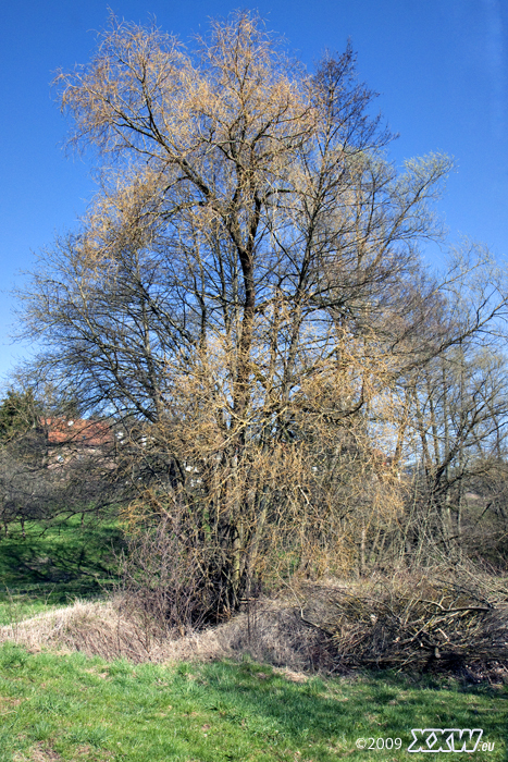 in frankelbach