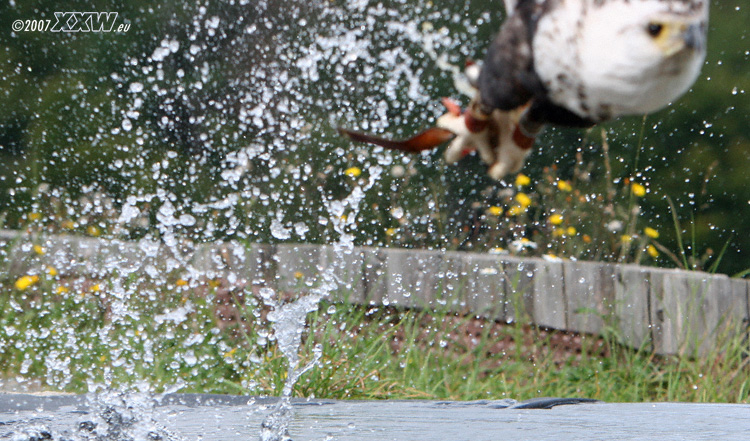 holt die beute aus dem wasser