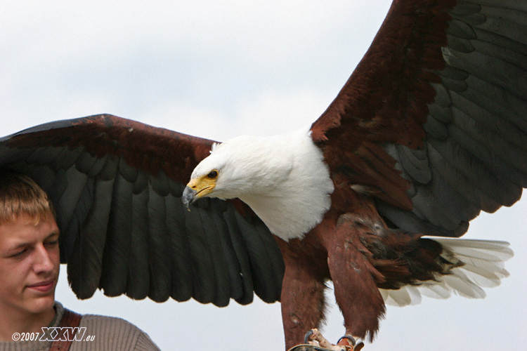 junger aftrikanischer seeadler