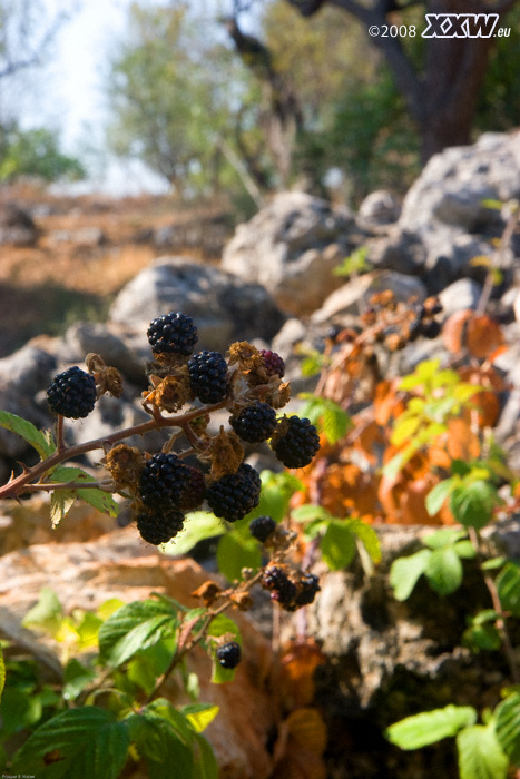 brombeeren
