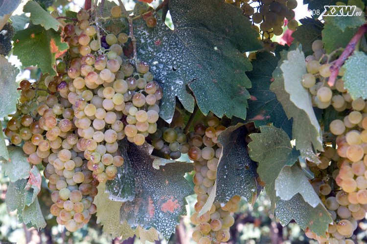 weißwein