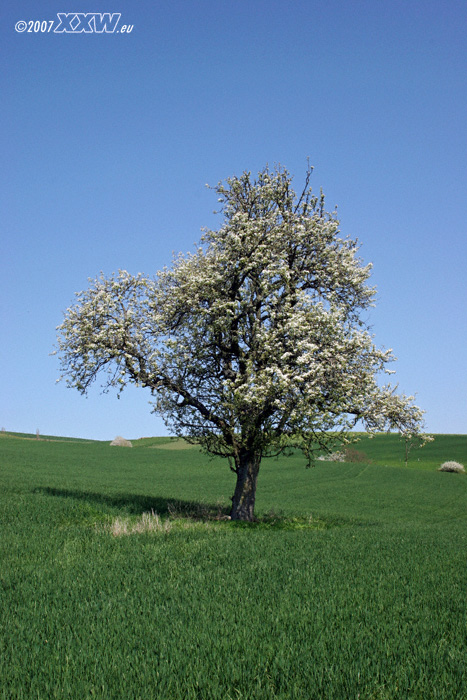 frühling