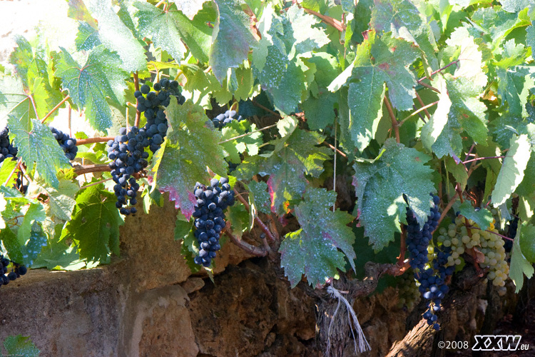 rotwein