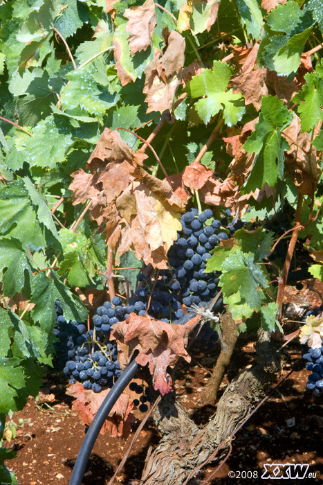 rotwein