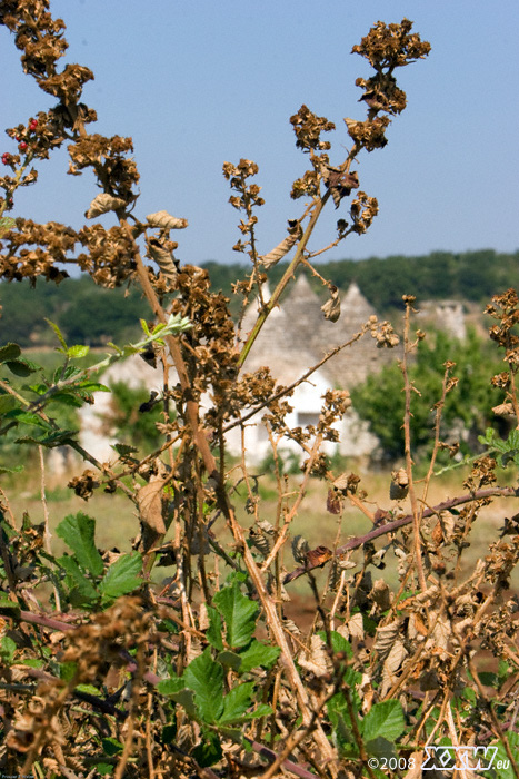 vieles vertrocknet ob der enormen hitze