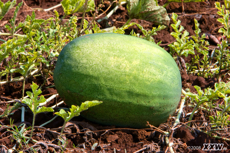 kürbis
