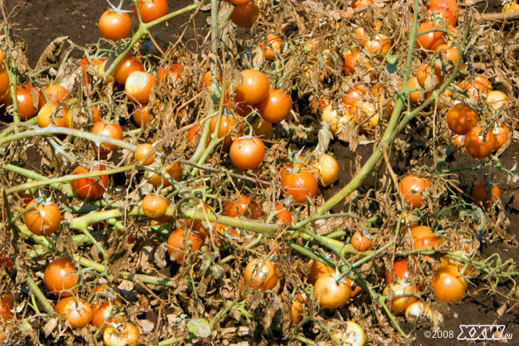 tomaten
