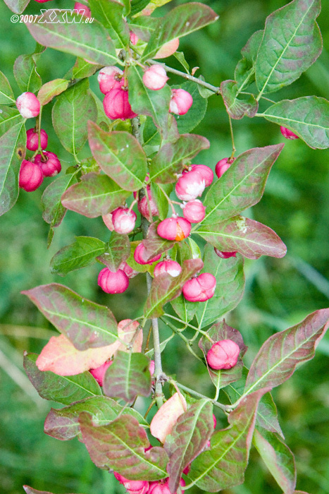 blüte oder frucht?