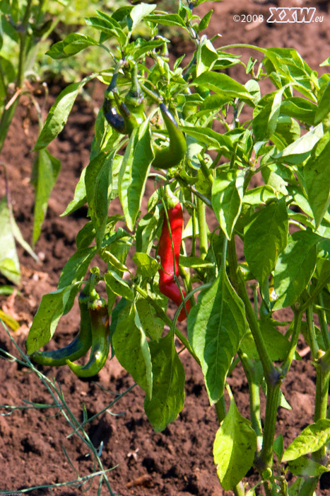 peperoni