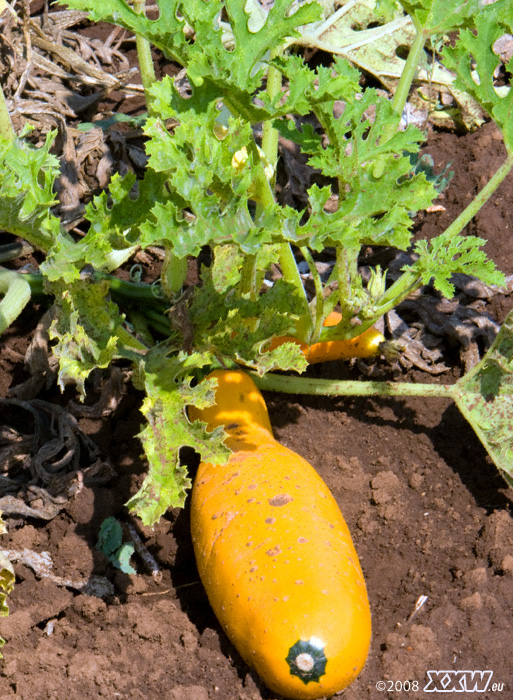riesige zuccini