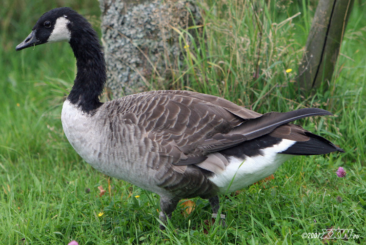 eine gans?