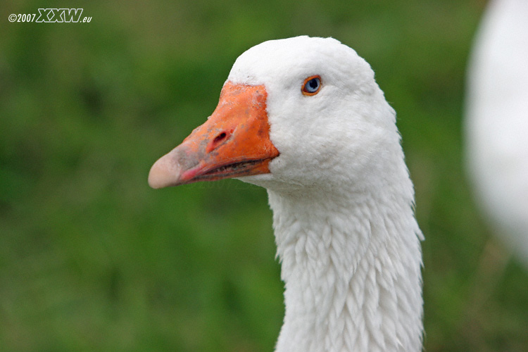 wachsame gans