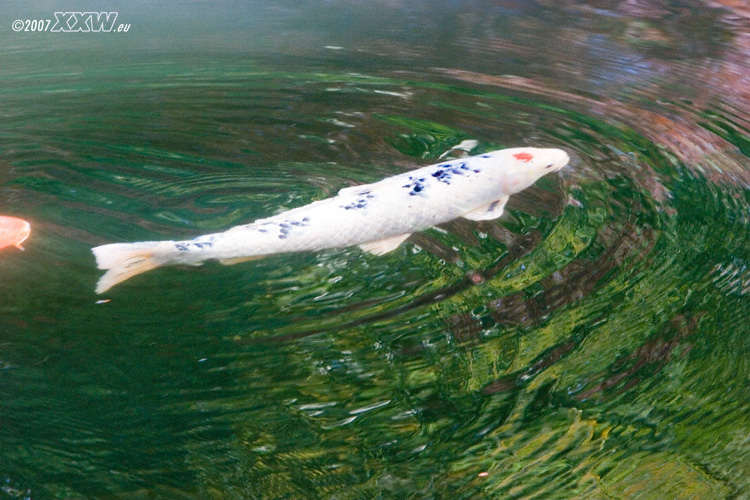 koi´s im teich