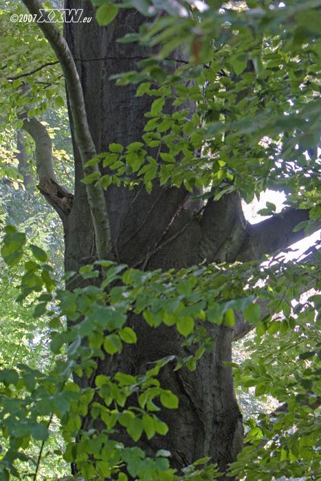 mächtige buche