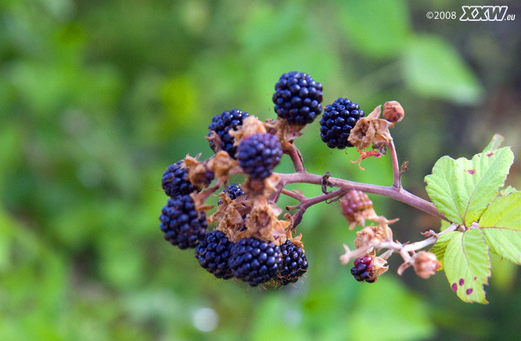 brombeeren