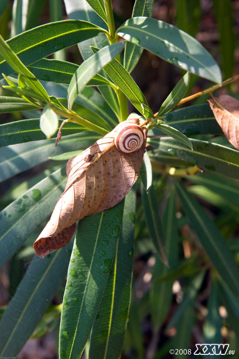 eine schnecke im oleanderbusch