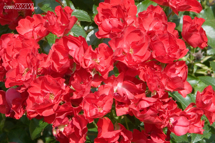 blumen im japanischen garten