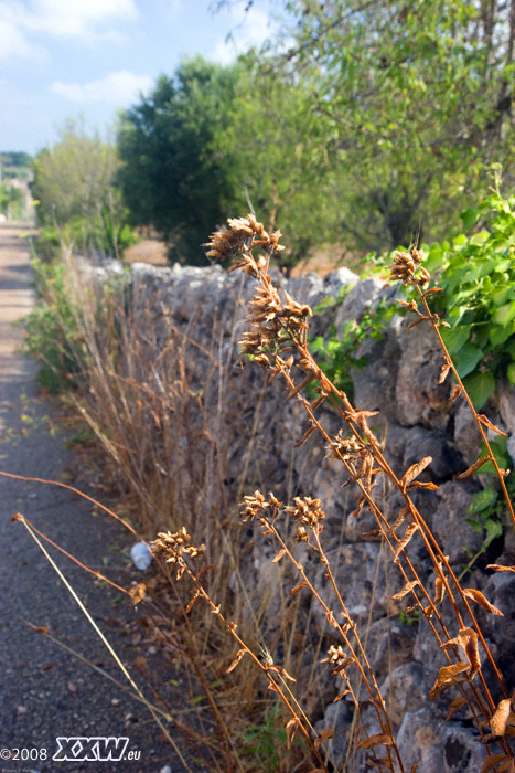 vegetation an straßenrand