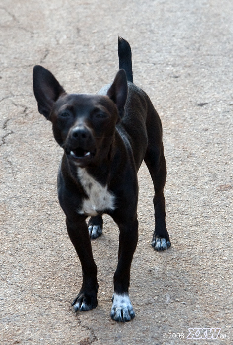 dieser kleine wachhund ist mir einen halben kilometer gefolgt