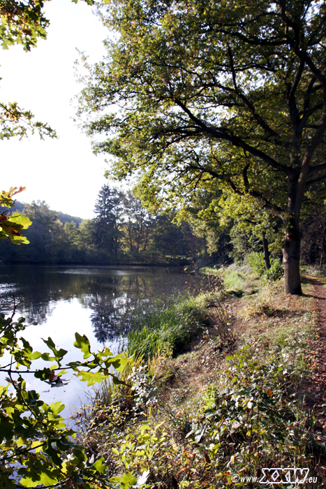 der schafweiher