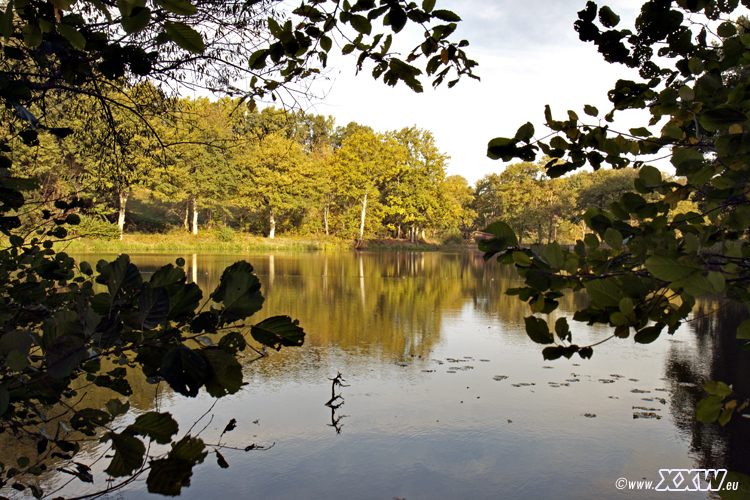der schafweiher