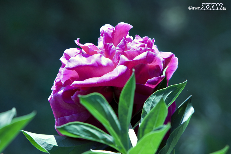 tolle blumen