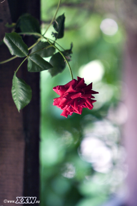 eine einsame rose