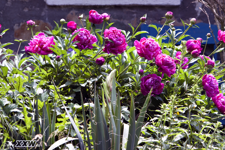 ein busch mit blumen