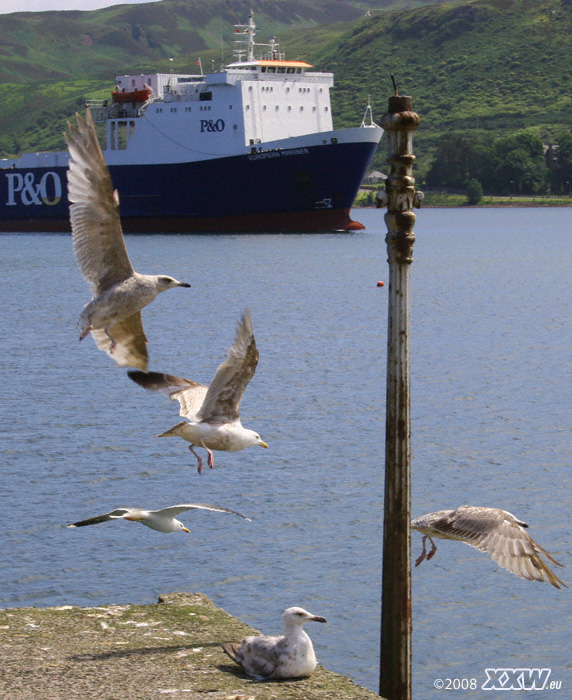 ein große fähre läuft in campbeltown ein