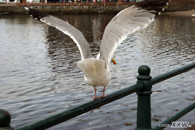 möwe