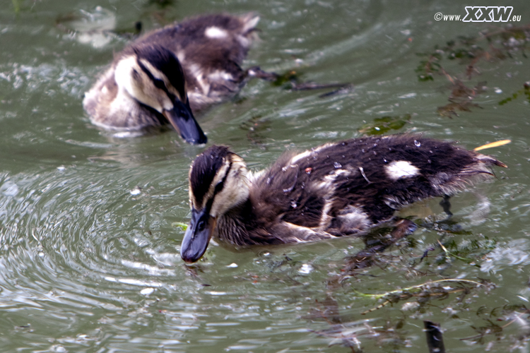 enten