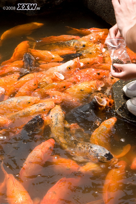 hungrige goldfische