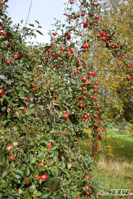 reife Äpfel in baalborn