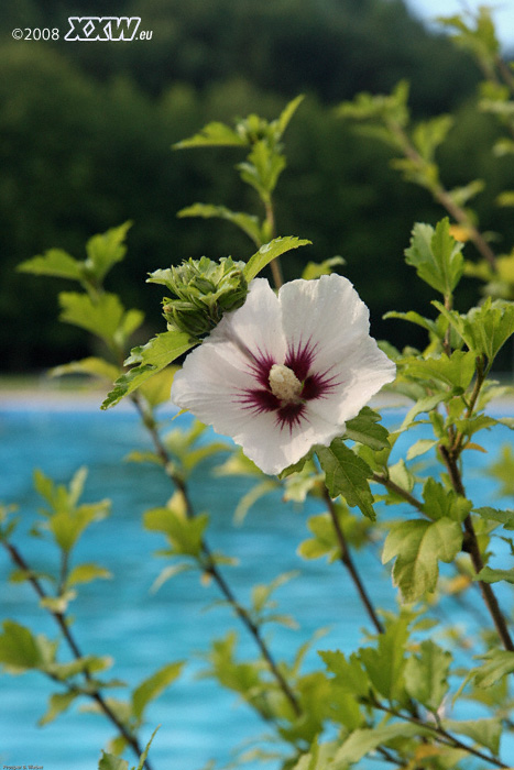 blumen am eingang