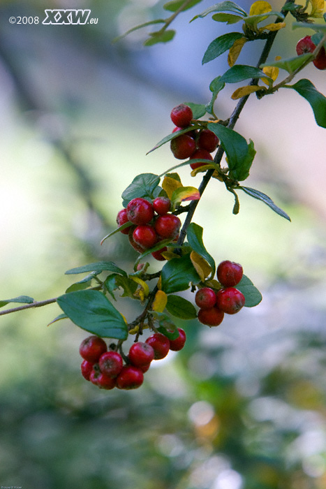 zeit der beeren