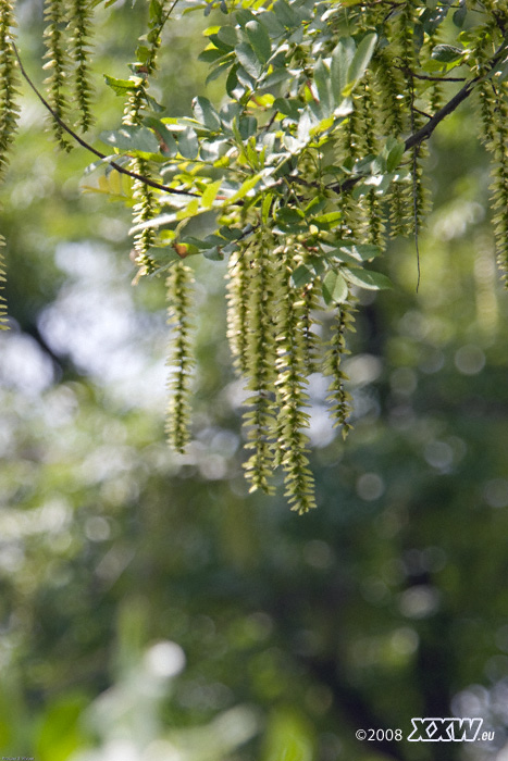Üppige flora im ganzen park