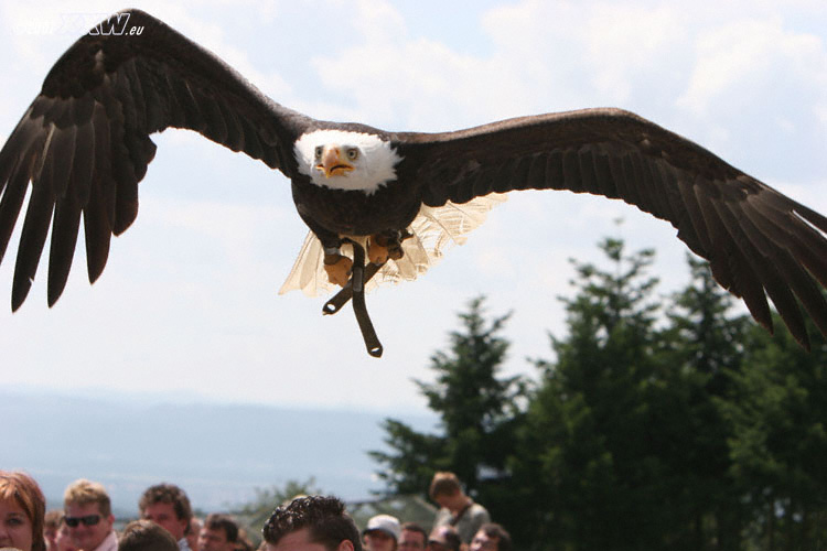 adlerflug