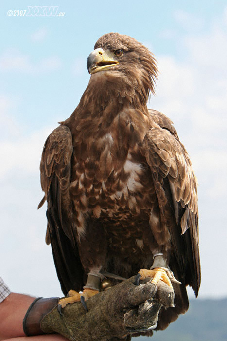 europäischer seeadler