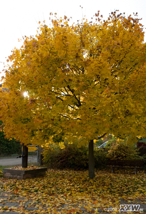 baum in mohrbach
