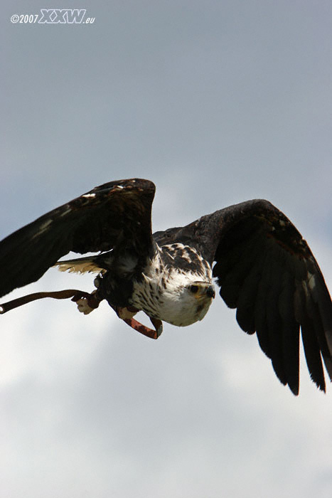 flug