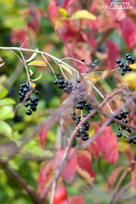 zeit der beeren