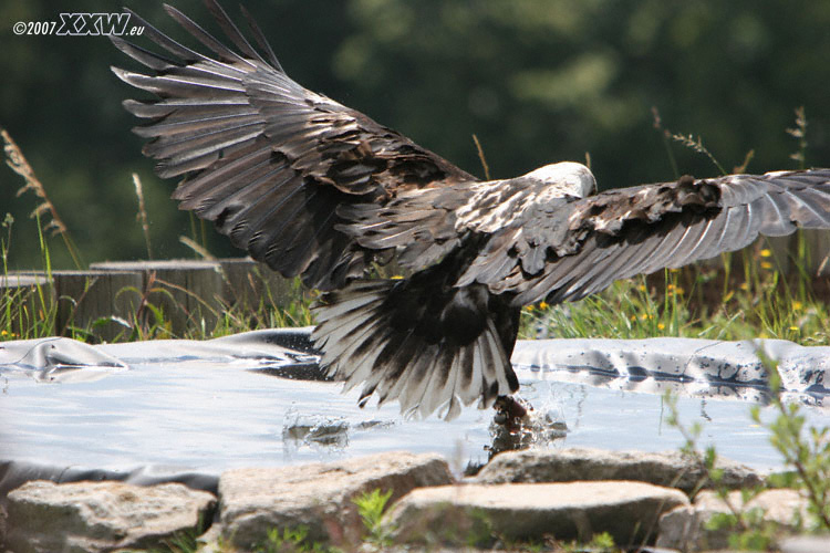 fischender adler
