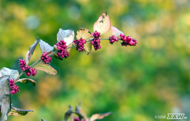 zeit der beeren