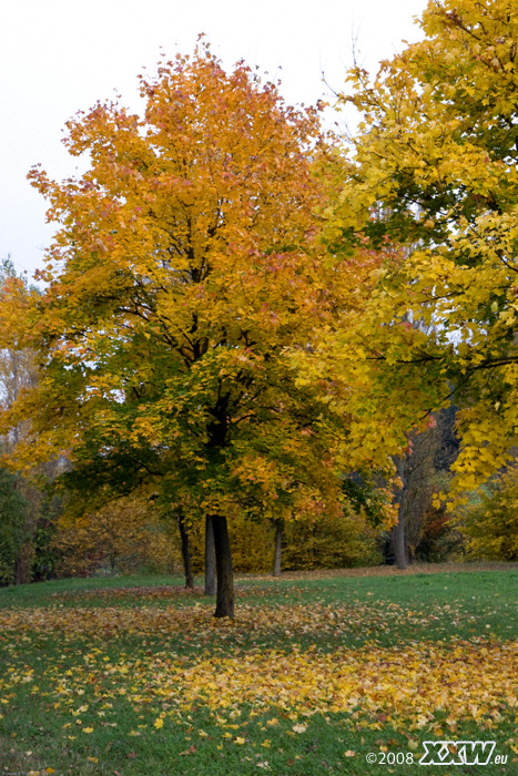 herbstlich gelb