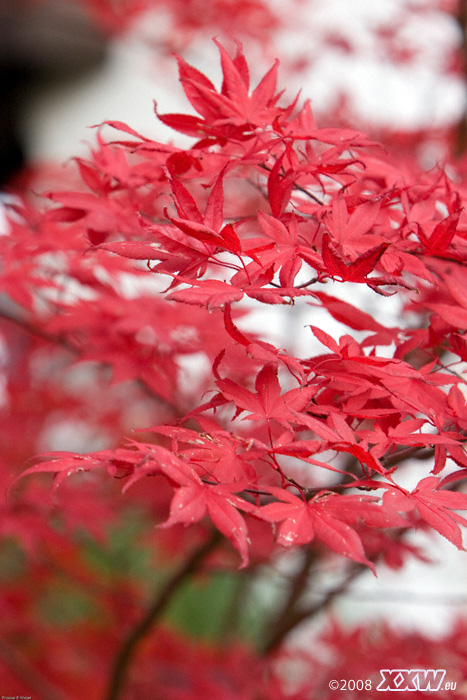 tolles rot