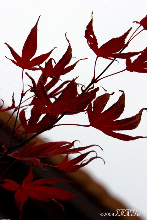 tolles rot